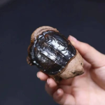 Tea Pet Schildkröte aus Keramik