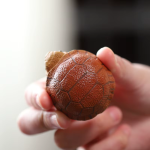 Tea Pet Schildkröte aus Zisha-Ton, Symbol für Langlebigkeit