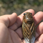 Zikaden-Teetier aus Yixing-Ton mit Goldakzenten
